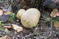 Scleroderma citrinum, common earthball fungus closeup selective focus Royalty Free Stock Photo