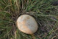Scleroderma citrinum, common earthball fungus in grass Royalty Free Stock Photo