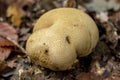 Exotic fall fungi flora in seasonal setting Royalty Free Stock Photo