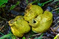 Scleroderma citrinum, commonly known as the common earthball is the most common species of fungus in the UK Royalty Free Stock Photo