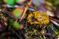 Scleroderma citrinum, commonly known as the common earthball is the most common species of fungus in the UK Royalty Free Stock Photo