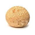 Scleroderma citrinum mushroom