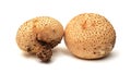 Scleroderma citrinum mushroom