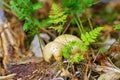 Scleroderma or eart ball in forest