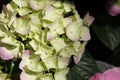 Sclose-up of a Hydrangea macrophylla, Royalty Free Stock Photo