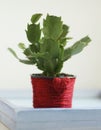 Sclubergera cactus in red jarn decorated pot on windowsill Royalty Free Stock Photo