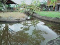 The scnery in the park of museum and the small bridges from wooden with the tree in around Royalty Free Stock Photo