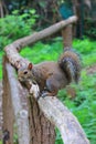 Scoiattolo sullo steccato, squirrel on the fence