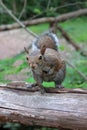 Scoiattolo sullo steccato, squirrel on the fence