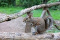 Scoiattolo sullo steccato, squirrel on the fence