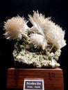 Scolecite from Yeola, Nashik, Gargoti Museum, Sinner, Maharashtra, India