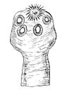 Scolex head of Taenia solium.