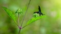 Scolia Fasciatopunctata wasp over the wildflower, drinking nectar and gathering pollen close up a shot against the green natural