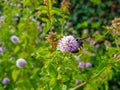 Scolia flavifrons, in a purple flower of mint plant Royalty Free Stock Photo