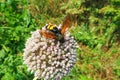 Scolia hirta insect bee bumblebee flower detail laid close up Royalty Free Stock Photo