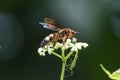 Scolia nobilitata - Insects