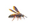 Scolia nobilitata - Noble Scoliid Wasp - with light yellow orange red spots on upper abdomen iridescent blue wings. isolated on
