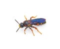 Scolia nobilitata - Noble Scoliid Wasp - with light yellow orange red spots on upper abdomen iridescent blue wings. isolated on