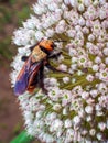 Scolia spotted on the flower of decorative Allium, macro photo of insects in the garden