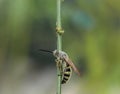 Scoliidae wasp, Yellow Hairy Flower Wasp