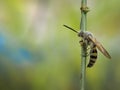 Scoliidae wasp, Yellow Hairy Flower Wasp