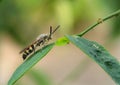 Scoliidae wasp, Yellow Hairy Flower Wasp