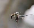 Scoliidae wasp, Yellow Hairy Flower Wasp