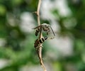 Scoliidae wasp, Yellow Hairy Flower Wasp