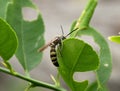 Scoliidae wasp, Yellow Hairy Flower Wasp