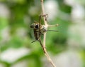 Scoliidae wasp, Yellow Hairy Flower Wasp