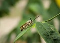 Scoliidae wasp, Yellow Hairy Flower Wasp