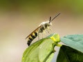 Scoliidae wasp, Yellow Hairy Flower Wasp