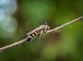 Scoliidae wasp, Yellow Hairy Flower Wasp