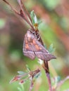 Scoliopteryx libatrix Herald moth