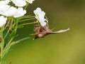 Scoliopteryx libatrix Herald moth on flower