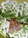 Scoliopteryx libatrix Herald moth on flower