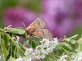 Scoliopteryx libatrix Herald moth on flower