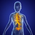 Scoliosis, 3D illustration. Spine curve anatomy Royalty Free Stock Photo