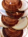 Scollop shells