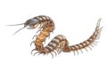 Scolopendra (Amazonian giant centipede) Royalty Free Stock Photo