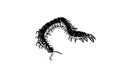 Scolopendra or centipede. Sketch of an insect. Tattoo sketch.