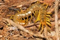 Scolopendra cingulata Royalty Free Stock Photo