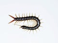 Scolopendra cingulata, also known as Megarian banded centipede and the Mediterranean banded centipede Royalty Free Stock Photo