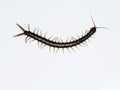 Scolopendra cingulata, also known as Megarian banded centipede and the Mediterranean banded centipede Royalty Free Stock Photo