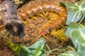 Scolopendra Gigantea Royalty Free Stock Photo