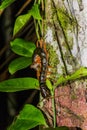 Scolopendra subspinipes centipede in Bako national park on Borneo island, Malays