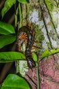 Scolopendra subspinipes centipede in Bako national park on Borneo island, Malays