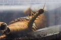 Scolopendra subspinipes japonica. exotic poisonous animal for insect lovers