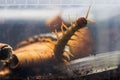Scolopendra subspinipes japonica. exotic poisonous animal for insect lovers