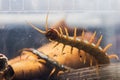 Scolopendra subspinipes japonica. exotic poisonous animal for insect lovers
